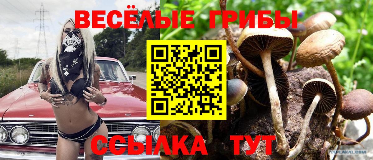 Псилоцибиновые грибы Cubensis Гай